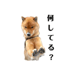 北海道犬 泰三（個別スタンプ：30）