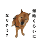 北海道犬 泰三（個別スタンプ：31）