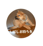 北海道犬 泰三（個別スタンプ：32）