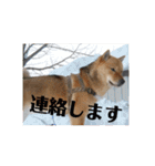 北海道犬 泰三（個別スタンプ：33）