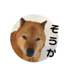 北海道犬 泰三（個別スタンプ：34）