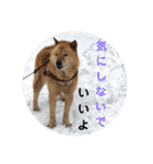 北海道犬 泰三（個別スタンプ：35）