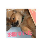 北海道犬 泰三（個別スタンプ：36）
