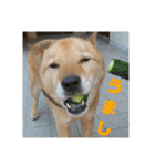 北海道犬 泰三（個別スタンプ：37）