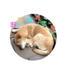 北海道犬 泰三（個別スタンプ：38）