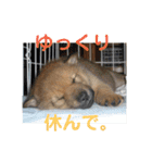 北海道犬 泰三（個別スタンプ：39）