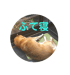 北海道犬 泰三（個別スタンプ：40）