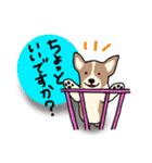 使いやすい！コーギースタンプ（個別スタンプ：10）