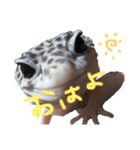 Mina♡Licit (ヒョウモントカゲモドキ)（個別スタンプ：1）