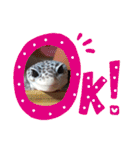 Mina♡Licit (ヒョウモントカゲモドキ)（個別スタンプ：4）