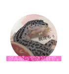 Mina♡Licit (ヒョウモントカゲモドキ)（個別スタンプ：7）