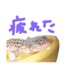 Mina♡Licit (ヒョウモントカゲモドキ)（個別スタンプ：8）