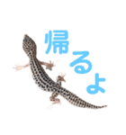 Mina♡Licit (ヒョウモントカゲモドキ)（個別スタンプ：11）