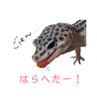 Mina♡Licit (ヒョウモントカゲモドキ)（個別スタンプ：13）