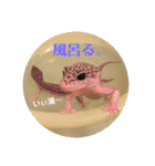Mina♡Licit (ヒョウモントカゲモドキ)（個別スタンプ：24）