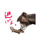 Mina♡Licit (ヒョウモントカゲモドキ)（個別スタンプ：27）