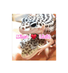 Mina♡Licit (ヒョウモントカゲモドキ)（個別スタンプ：30）
