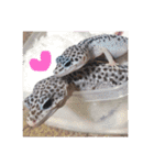 Mina♡Licit (ヒョウモントカゲモドキ)（個別スタンプ：31）