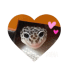 Mina♡Licit (ヒョウモントカゲモドキ)（個別スタンプ：33）