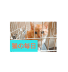 猫の毎日 Every of the cat（個別スタンプ：1）