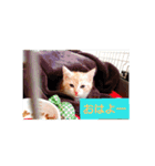 猫の毎日 Every of the cat（個別スタンプ：2）