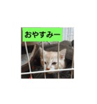 猫の毎日 Every of the cat（個別スタンプ：3）