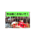猫の毎日 Every of the cat（個別スタンプ：4）