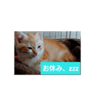 猫の毎日 Every of the cat（個別スタンプ：5）