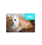 猫の毎日 Every of the cat（個別スタンプ：7）