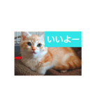 猫の毎日 Every of the cat（個別スタンプ：9）