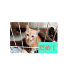 猫の毎日 Every of the cat（個別スタンプ：10）