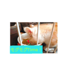 猫の毎日 Every of the cat（個別スタンプ：11）