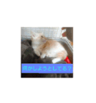 猫の毎日 Every of the cat（個別スタンプ：13）