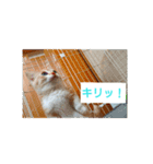 猫の毎日 Every of the cat（個別スタンプ：14）