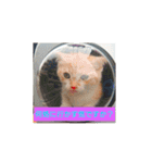 猫の毎日 Every of the cat（個別スタンプ：15）