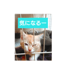 猫の毎日 Every of the cat（個別スタンプ：16）