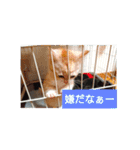 猫の毎日 Every of the cat（個別スタンプ：17）