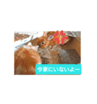猫の毎日 Every of the cat（個別スタンプ：18）
