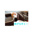 猫の毎日 Every of the cat（個別スタンプ：19）