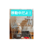 猫の毎日 Every of the cat（個別スタンプ：20）