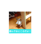猫の毎日 Every of the cat（個別スタンプ：21）