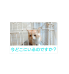 猫の毎日 Every of the cat（個別スタンプ：22）