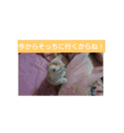 猫の毎日 Every of the cat（個別スタンプ：23）