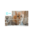 猫の毎日 Every of the cat（個別スタンプ：24）