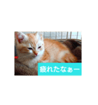 猫の毎日 Every of the cat（個別スタンプ：25）