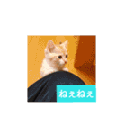 猫の毎日 Every of the cat（個別スタンプ：26）