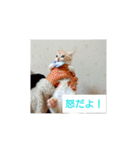 猫の毎日 Every of the cat（個別スタンプ：29）