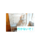 猫の毎日 Every of the cat（個別スタンプ：30）