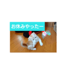 猫の毎日 Every of the cat（個別スタンプ：31）