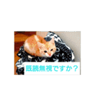 猫の毎日 Every of the cat（個別スタンプ：32）
